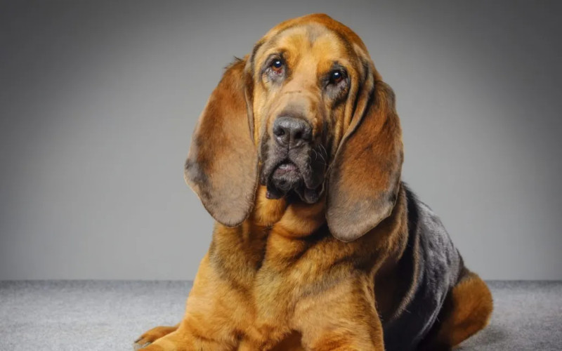 Top 6 de las razas de perro más grandes