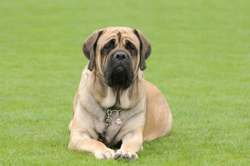Top 6 de las razas de perro más grandes