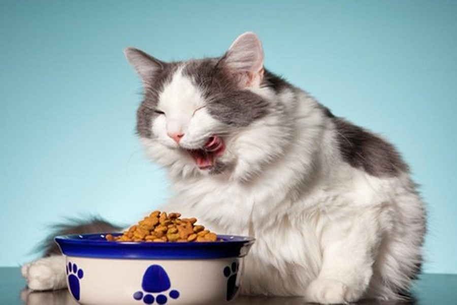 La realidad de la comida seca, para gatos