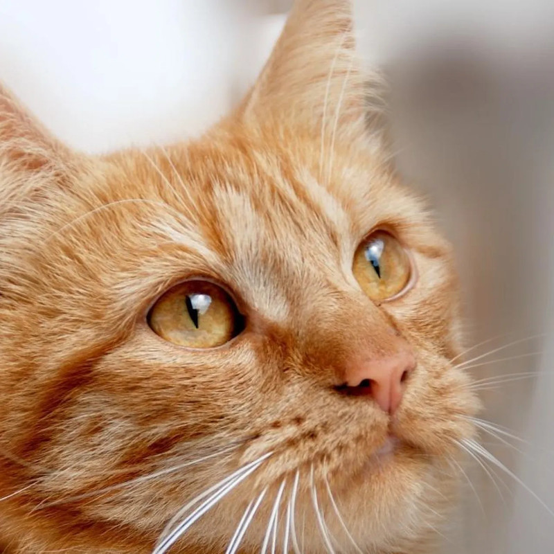 ¿Los gatos pueden ver a color?