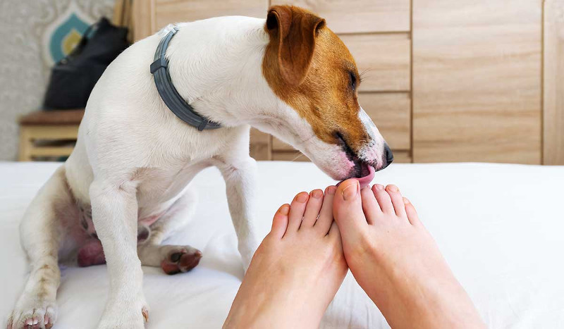 Tu perro lame todo, y es completamente normal