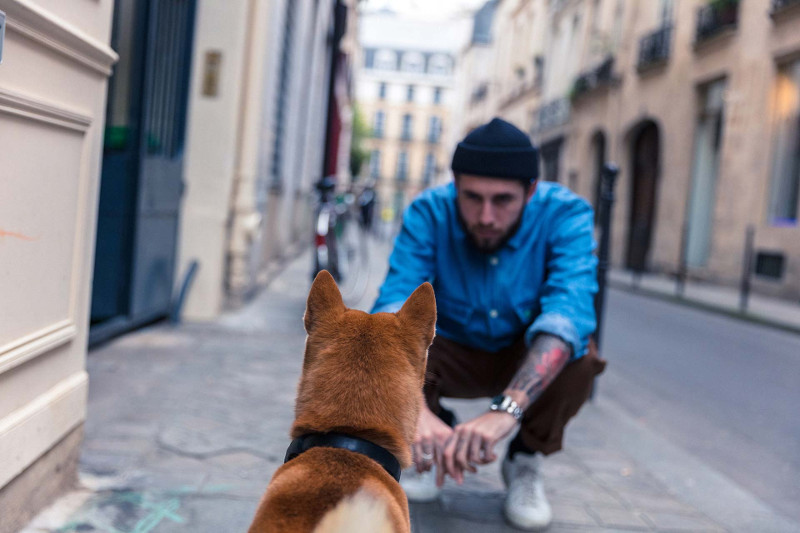 ¿Encontraste una mascota en la calle? Sigue estos consejos para ayudarlo de forma segura