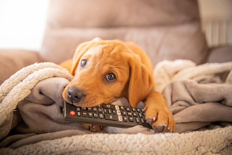 ¿Has oído del "Puppy Blues"? Aquí te decimos qué es