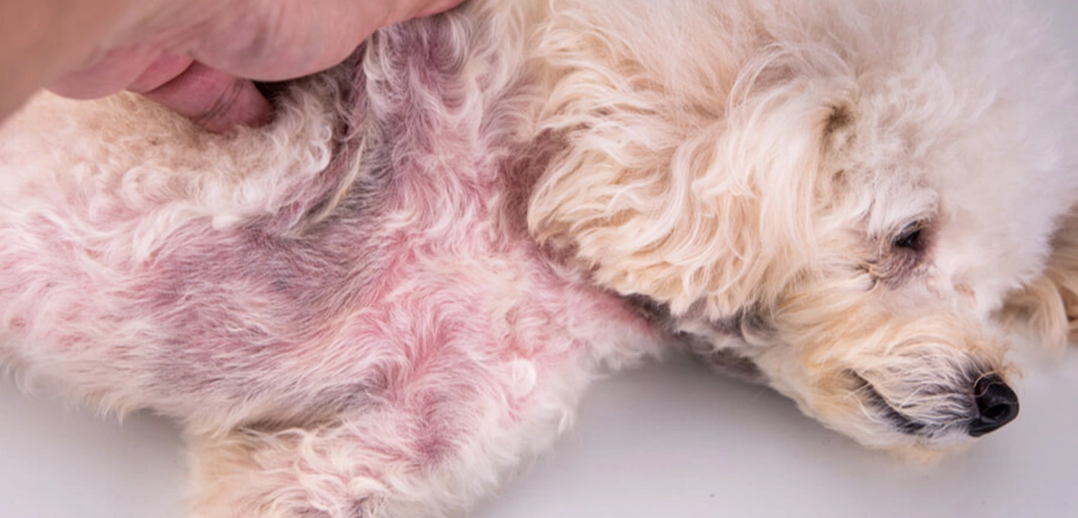 ¿Qué es la Pioderma en Perros y Cómo Identificarla?