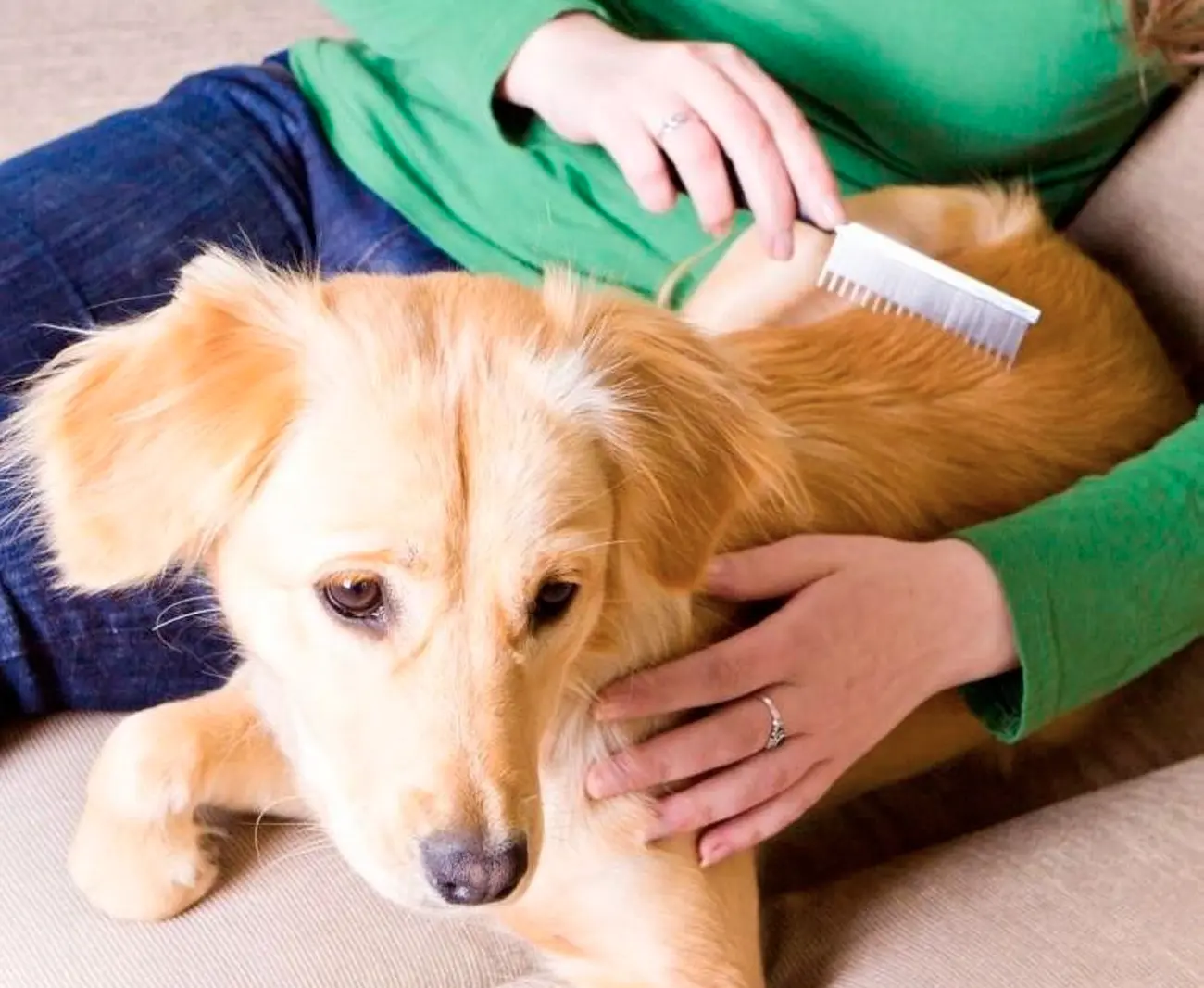 Higiene canina: Lo esencial para mantener a tu perro limpio y saludable