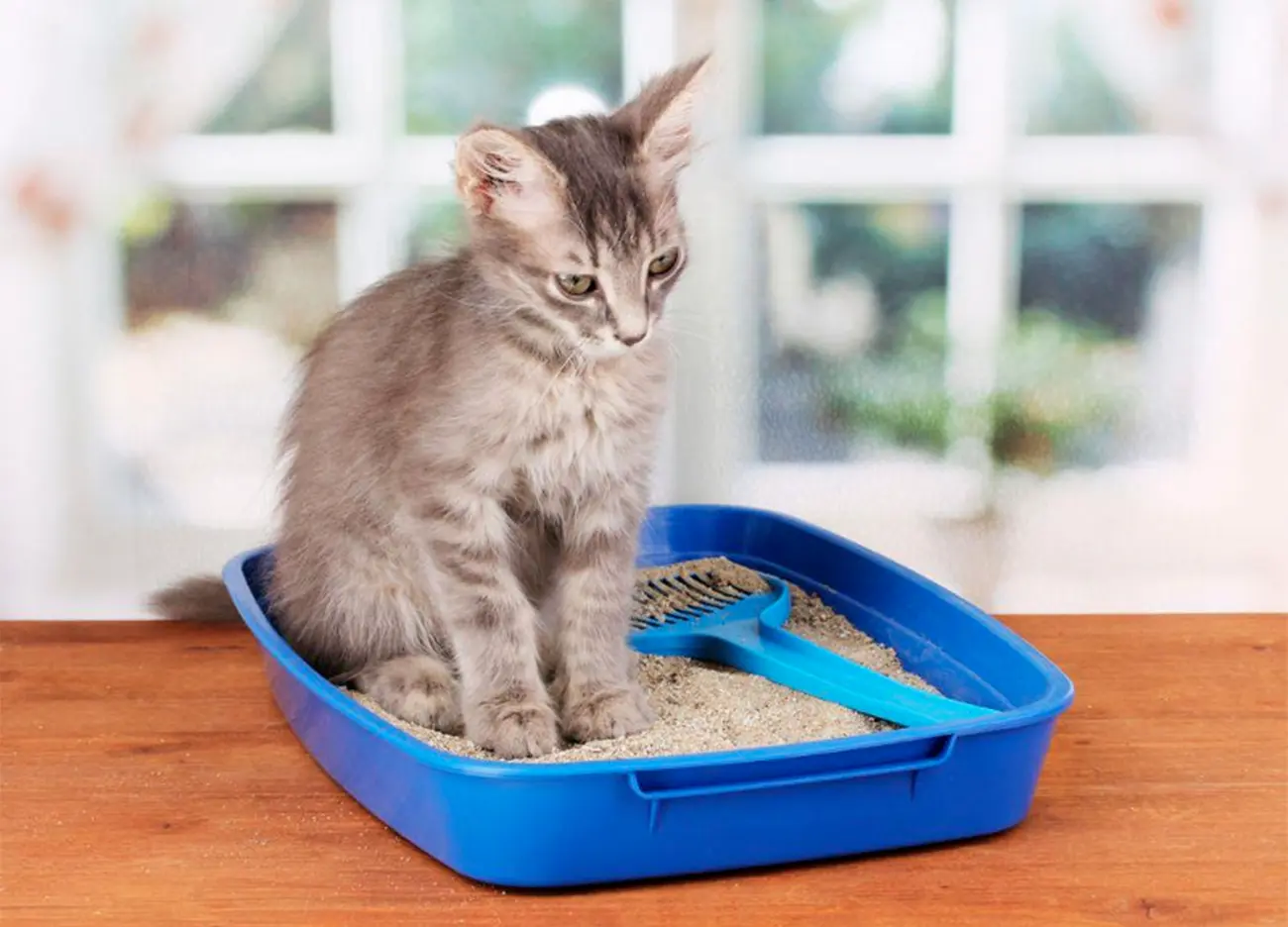 5 accesorios básicos que todo gato necesita