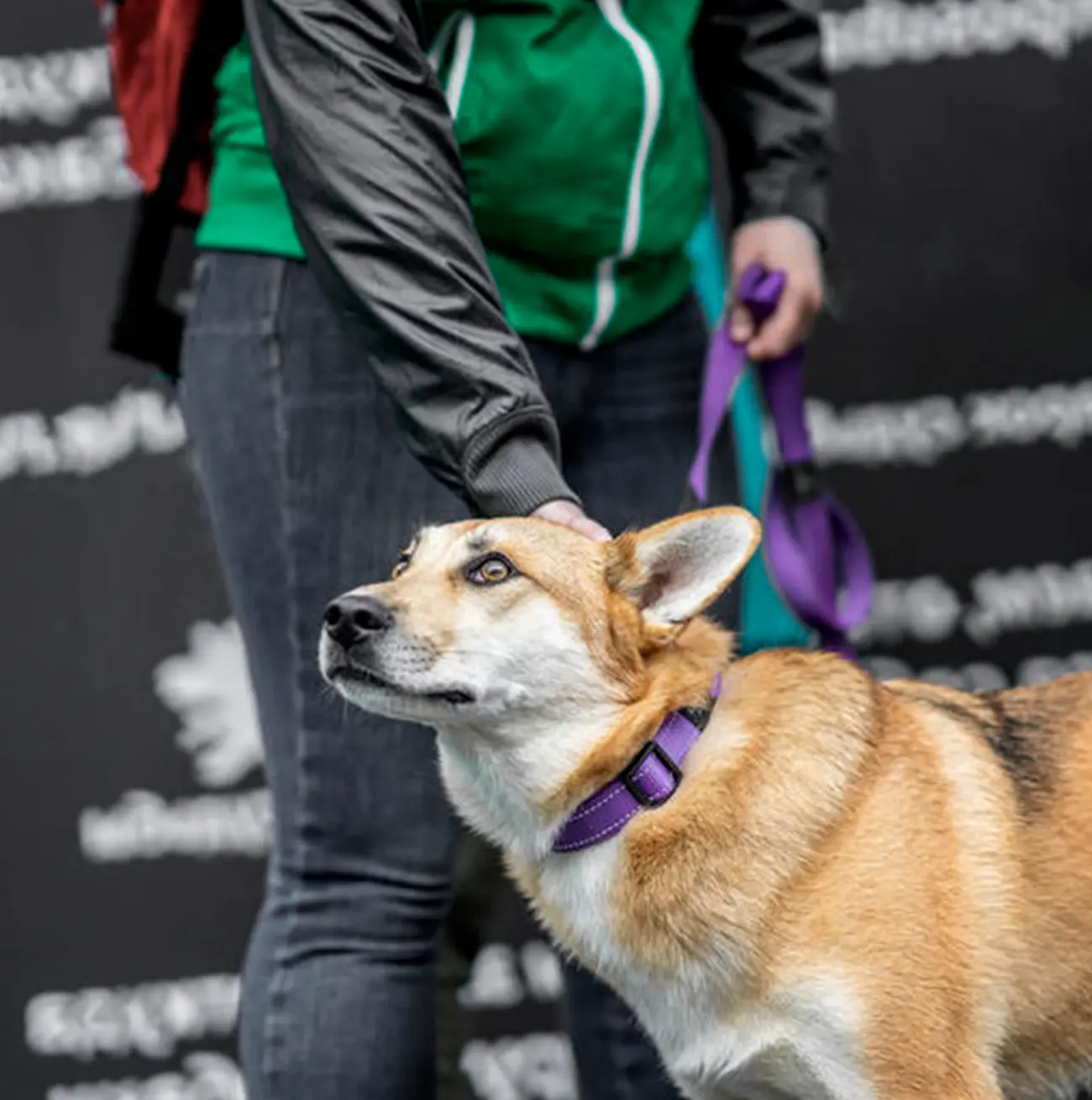 Cómo calmar a tu perro cuando siente miedo