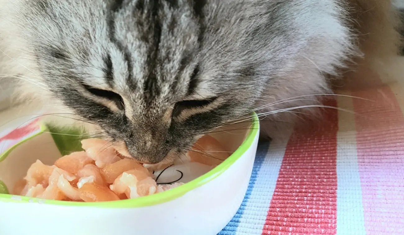 ¿Con qué frecuencia debo alimentar a mi gato?