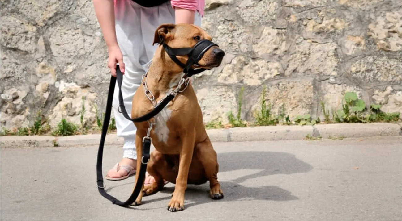 Bozales para perros una herramienta que debes saber cuándo y cómo usarla