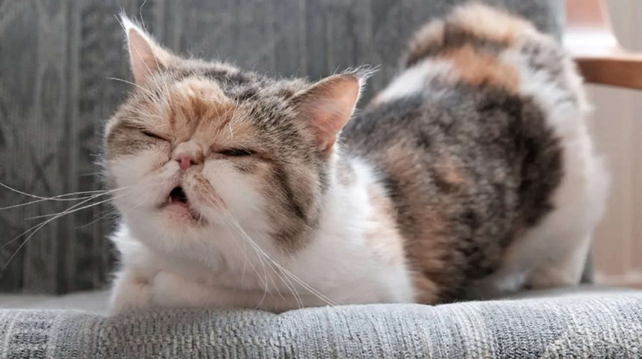 ¿Tu gato está triste? Señales, causas y cómo ayudarlo