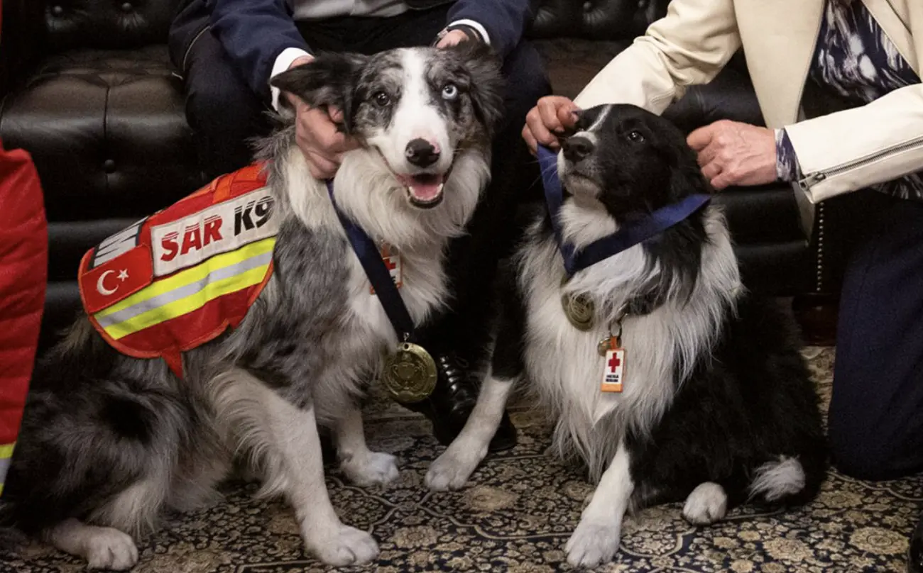 Héroes de cuatro patas: Las mejores razas de perros rescatistas