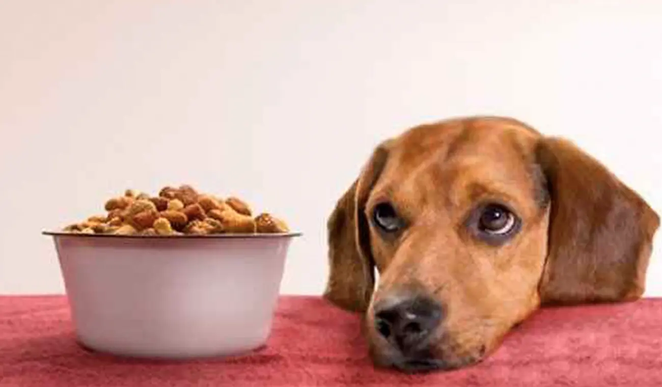 Gastritis en perros: ¿cómo identificarla y qué hacer?