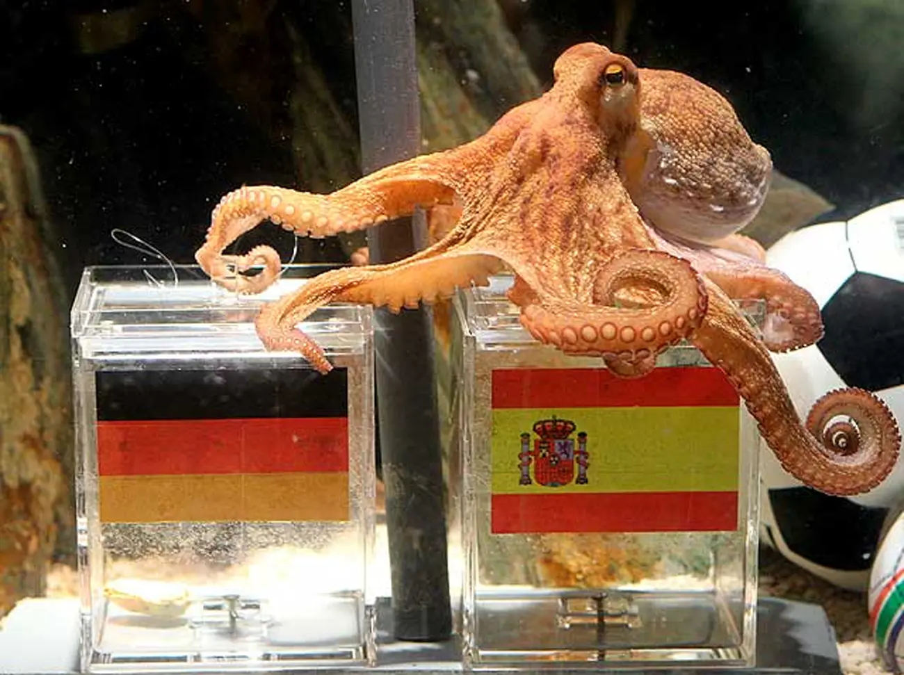 Mascotas famosas que han conquistado el mundo