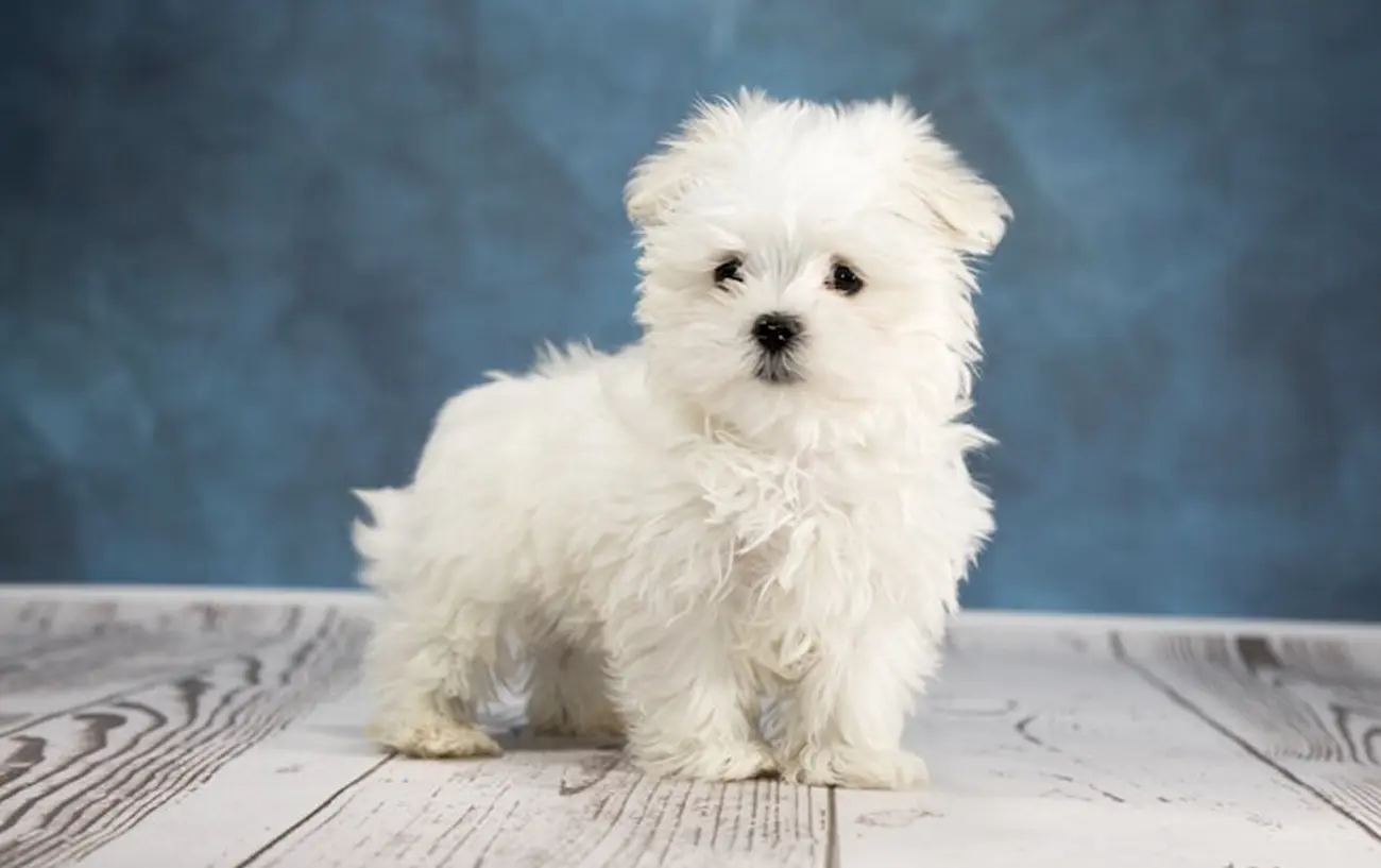 Perros Teacup: ¿Son una buena opción?