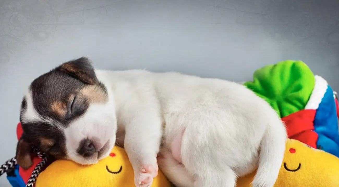 ¿Por qué duerme tanto mi perro?