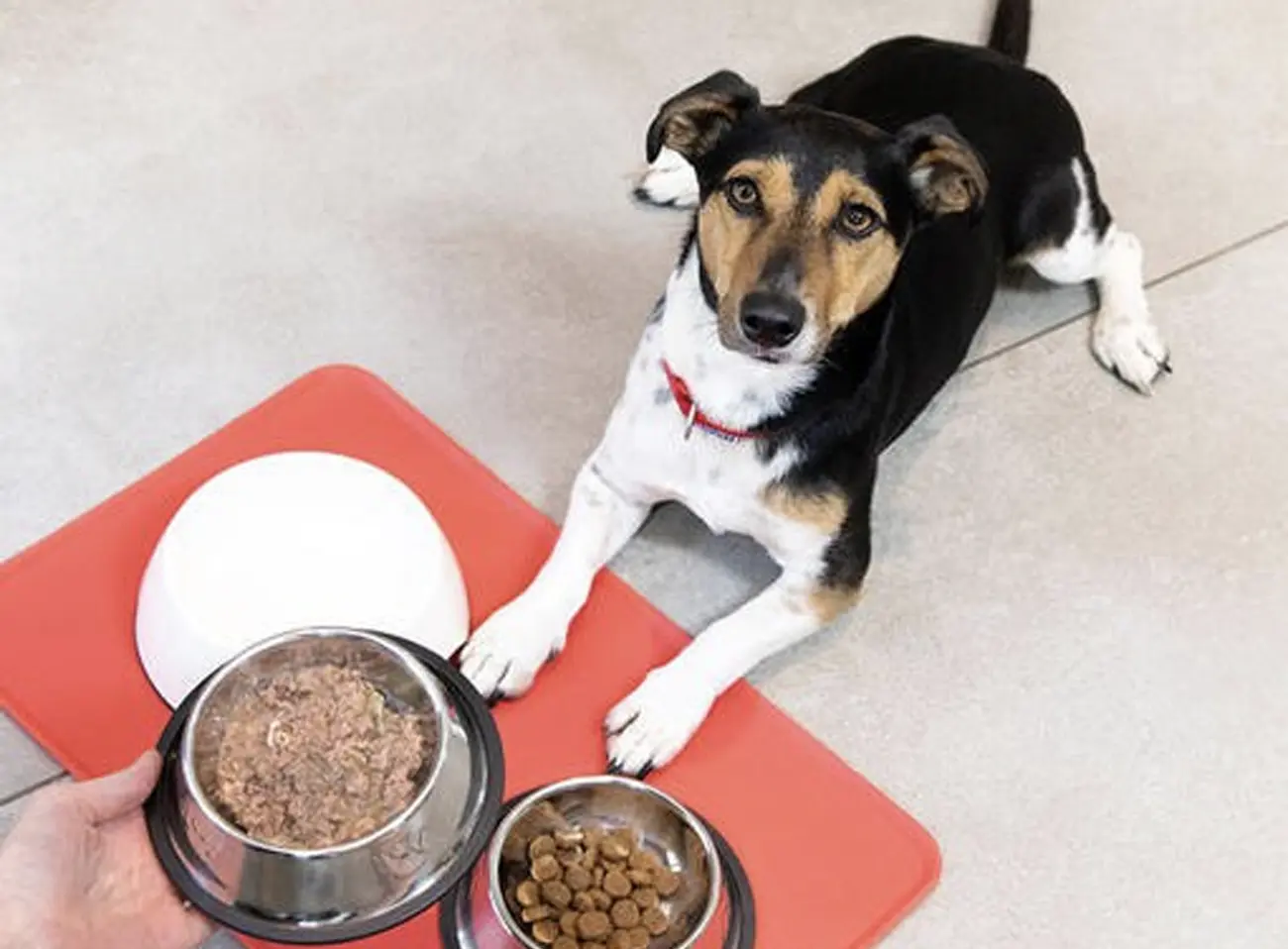 ¿Cuándo cambiar el alimento de tu cachorro por comida para perro adulto?