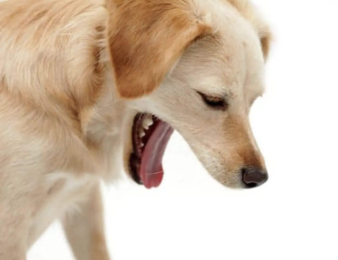 ¿Por qué mi perro vomita líquido transparente?