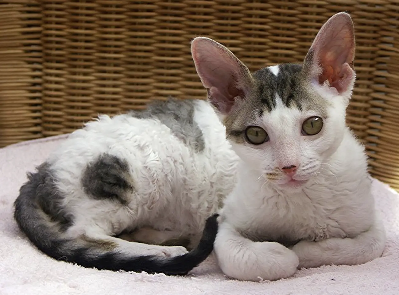 3 Razas de Gatos de Pelo Rizado que te Encantarán