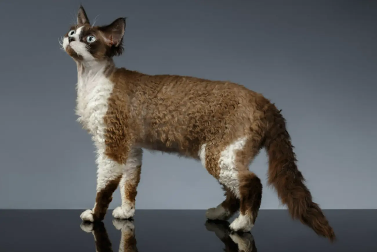 3 Razas de Gatos de Pelo Rizado que te Encantarán
