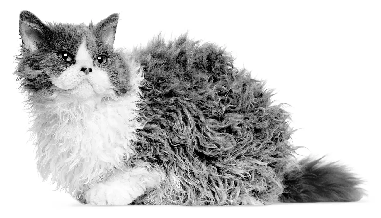 3 Razas de Gatos de Pelo Rizado que te Encantarán