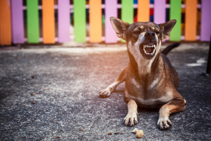 Cómo prevenir y manejar las mordeduras de perros con responsabilidad