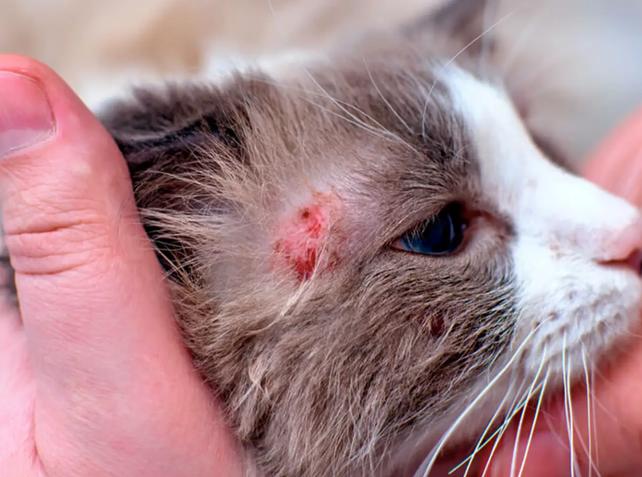 La tiña en gatos: lo que debes saber