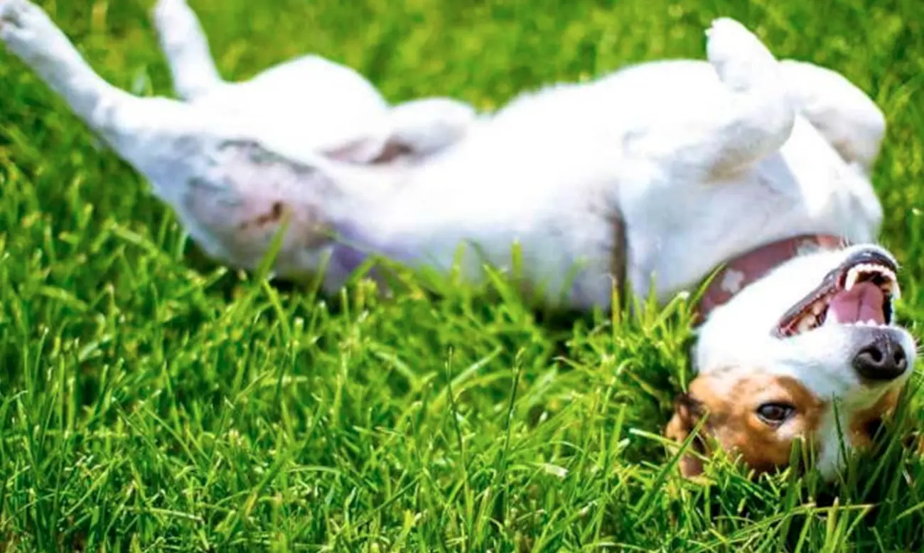 ¿Tu perro se revuelca en el suelo? Estas podrían ser las razones