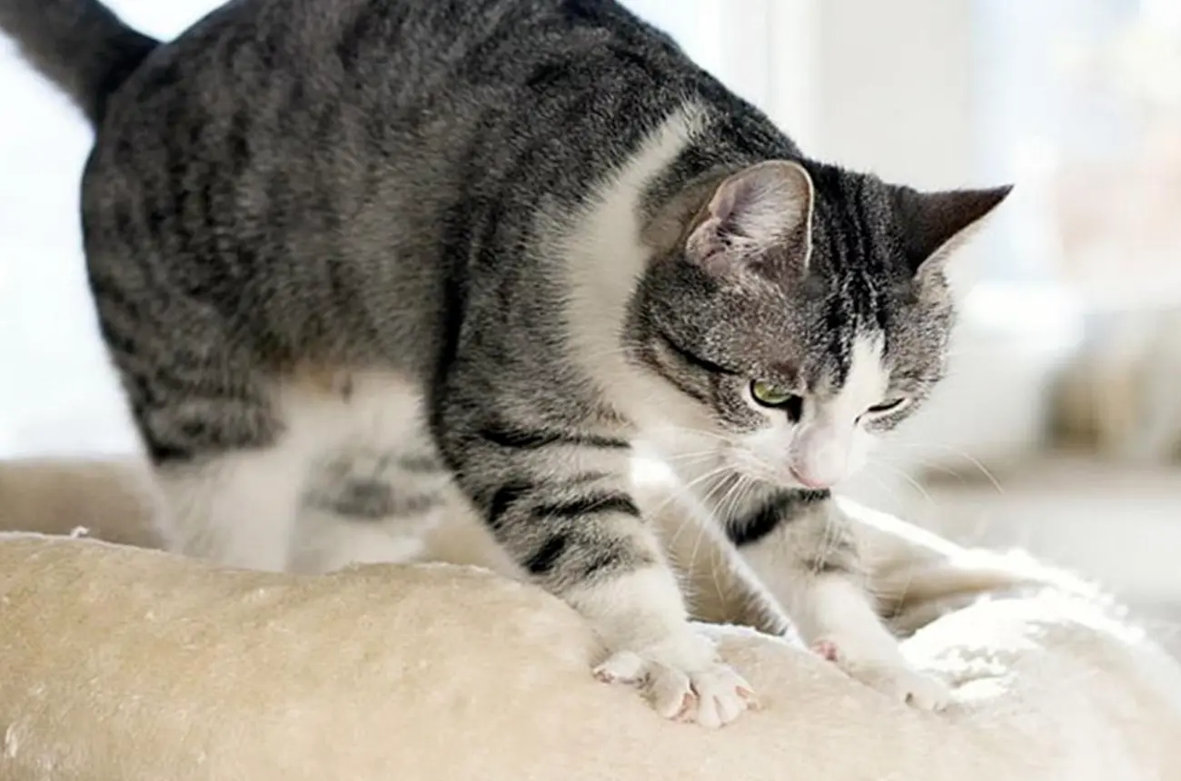 Comportamientos curiosos de los gatos y su significado