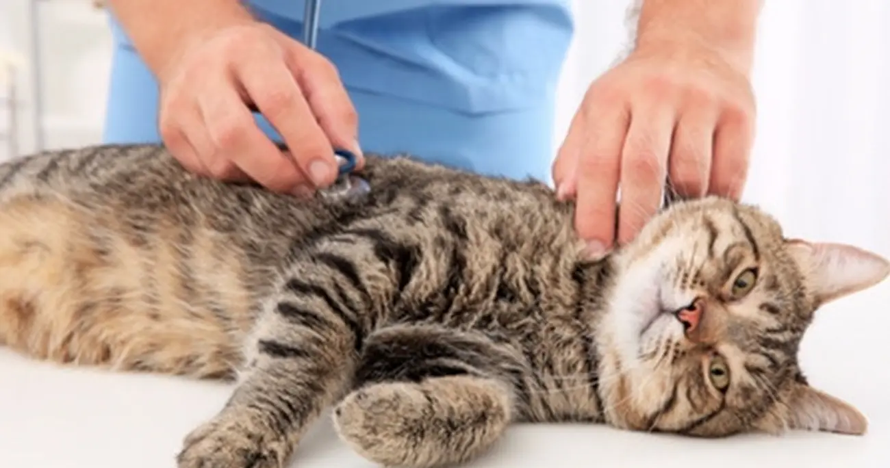 Los Nematodos en Gatos: Causas, Síntomas y Tratamiento