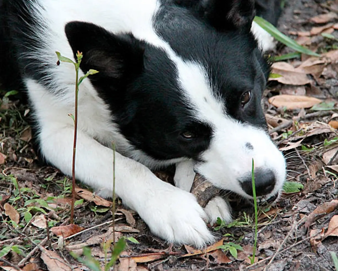 ¿Por qué mi perro está estreñido?