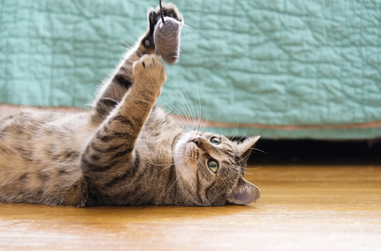 Todo sobre los hábitos de sueño de tu gato