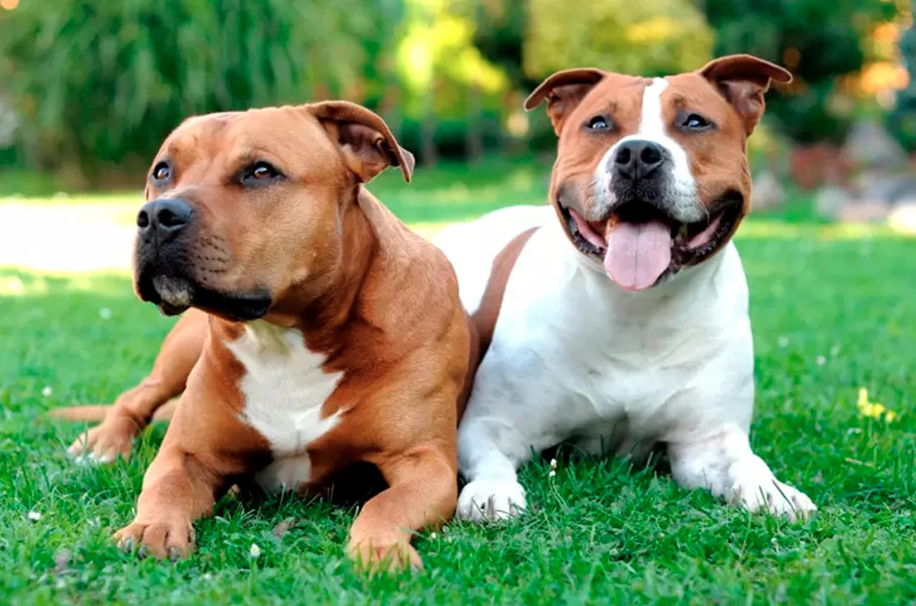 ¿Los perros machos entran en celo?