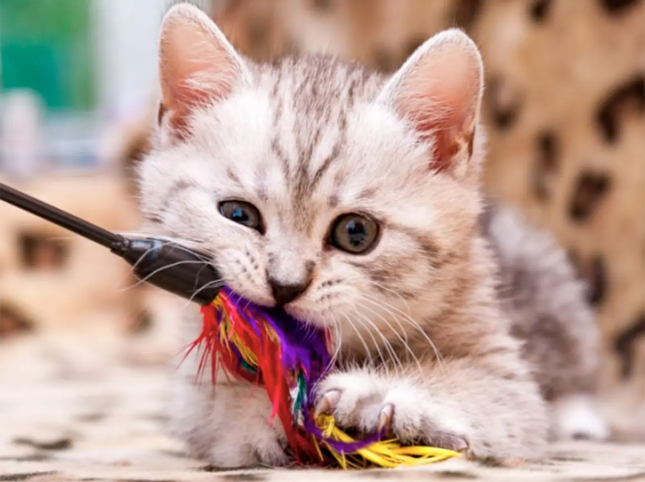 Ejercicio diario: clave para un gato saludable y feliz