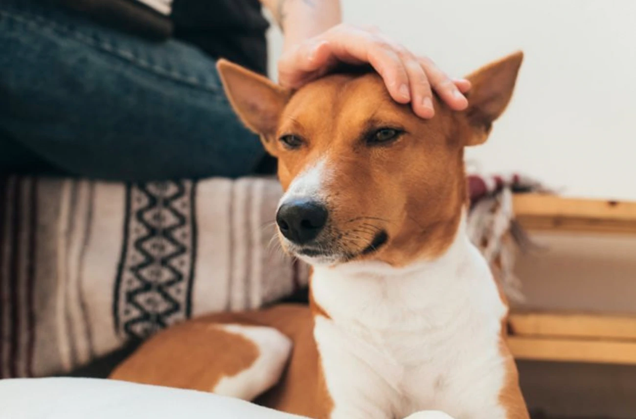 Datos curiosos sobre los perros: lo que quizá no sabías de tu mejor amigo