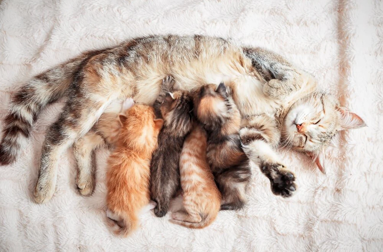 Cuidados de las gatas durante la lactancia