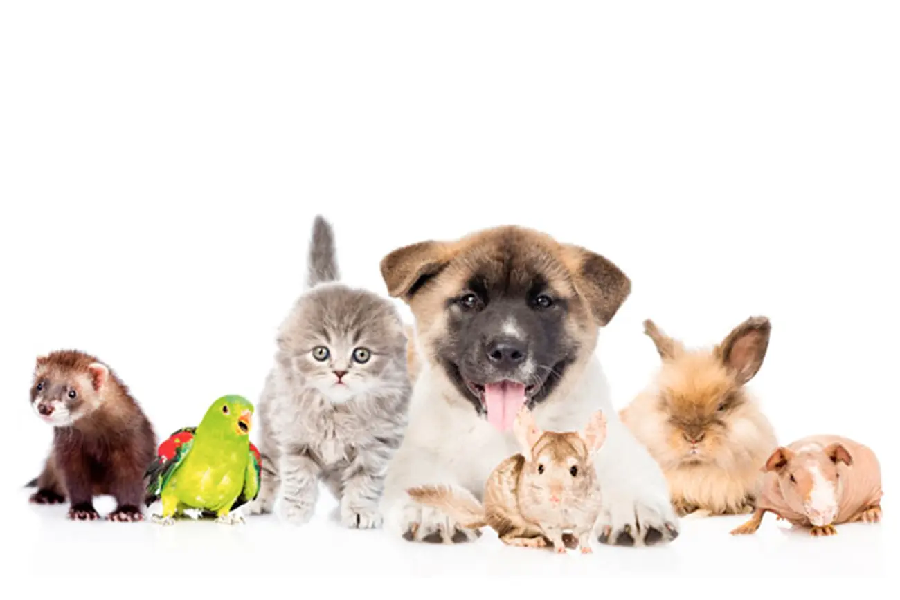 Más allá de perros y gatos: otras mascotas populares y cómo cuidarlas