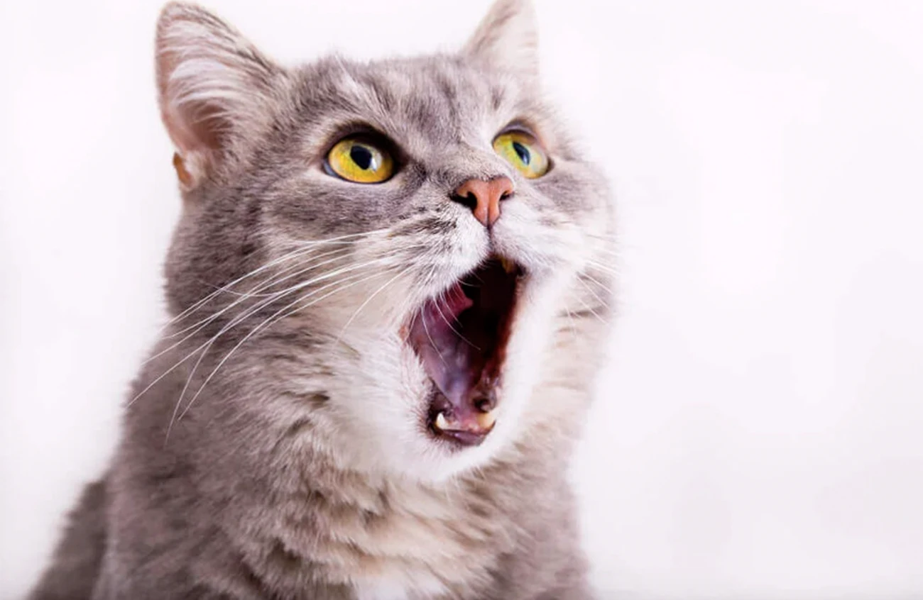 El misterio del ronroneo: ¿por qué ronronean los gatos?