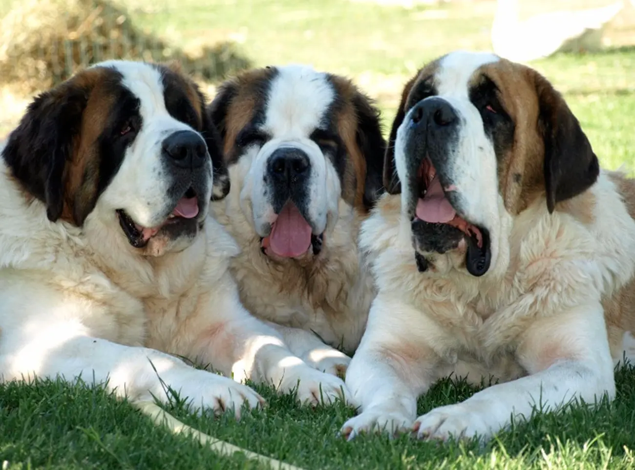 Perros grandes, corazones aún más grandes
