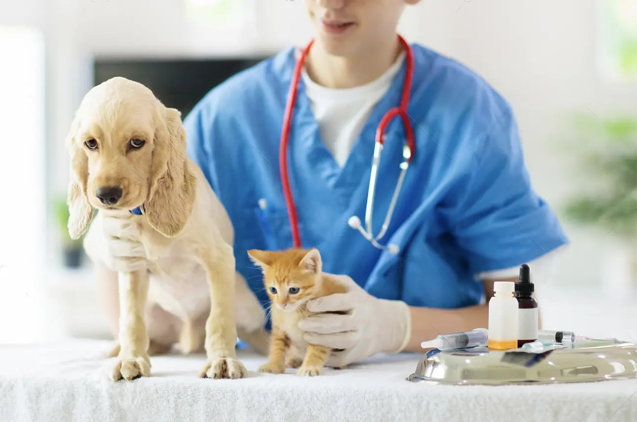 Anemia en mascotas: cómo detectarla y qué hacer