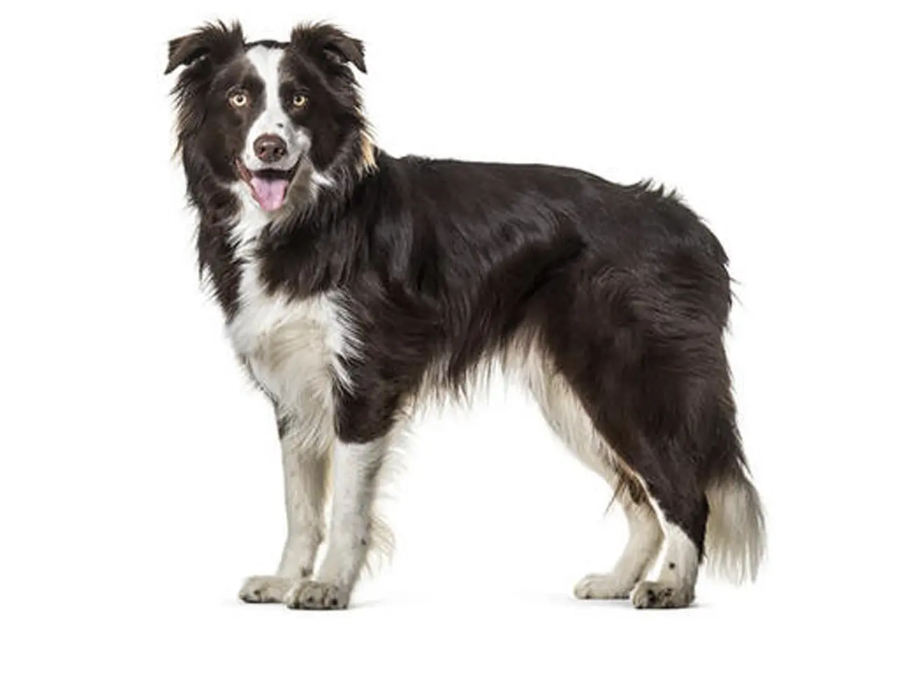 Border Collie: inteligencia en movimiento