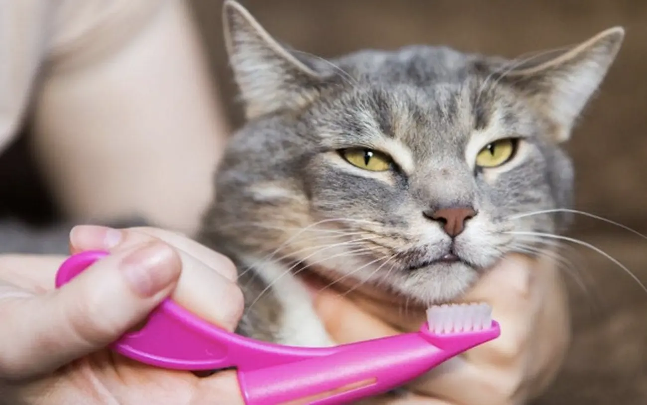 Salud dental en gatos: lo que todo propietario debería saber