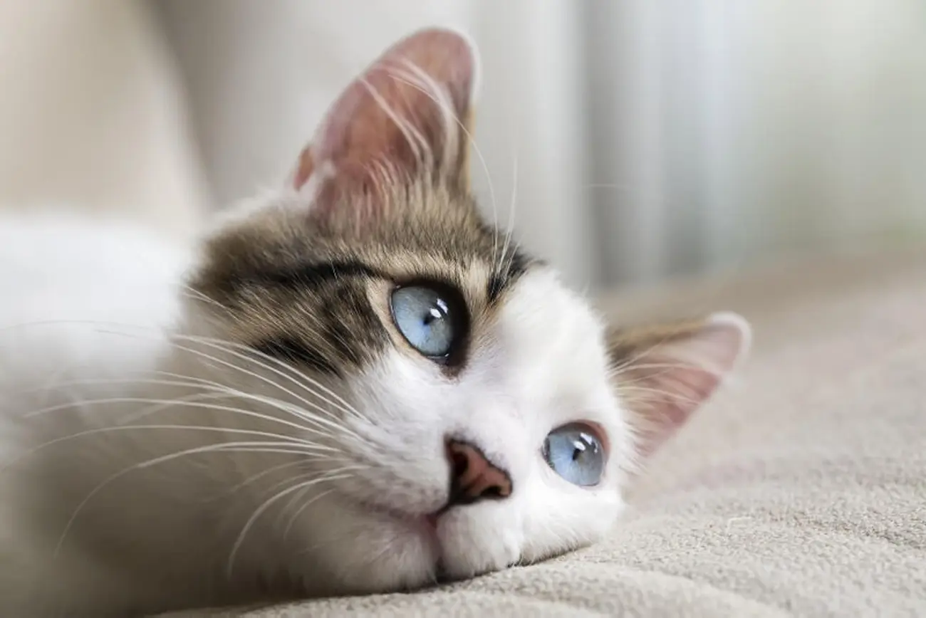 Los bigotes de los gatos y su función esencial