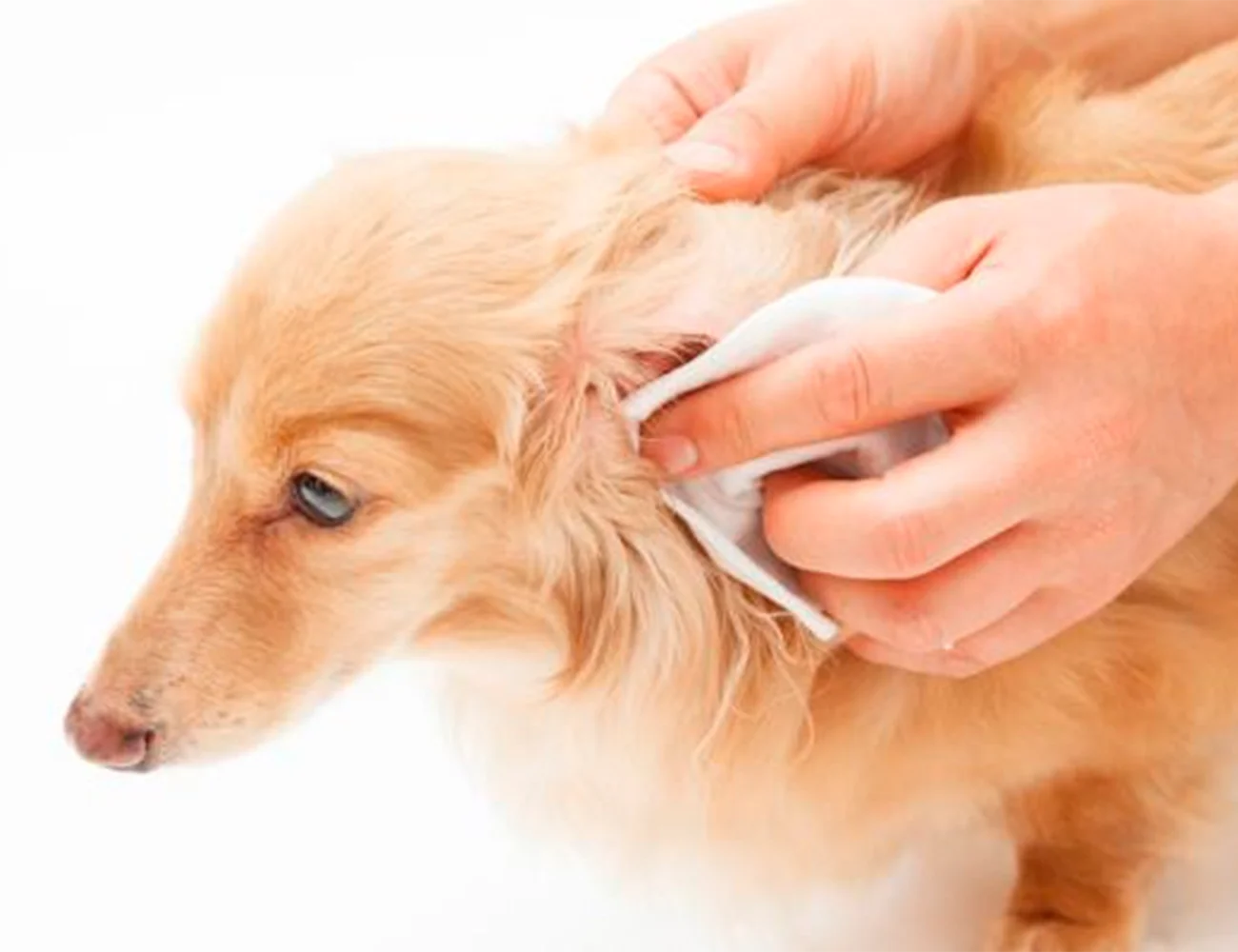 La otitis canina: una enfermedad común y cómo prevenirla