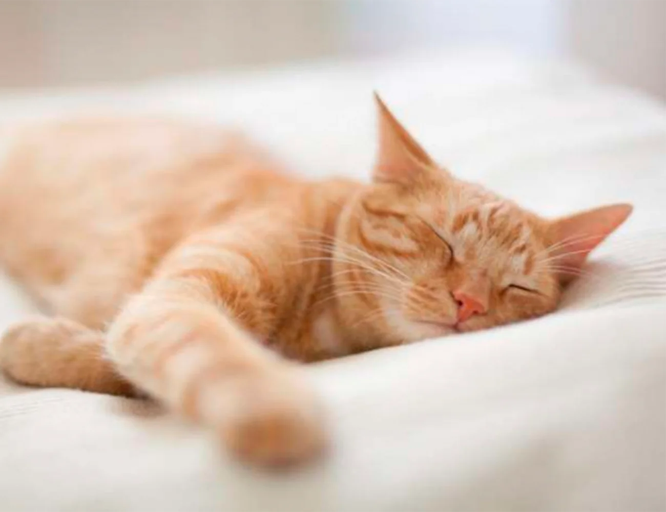¿Por qué se considera a los gatos animales independientes?