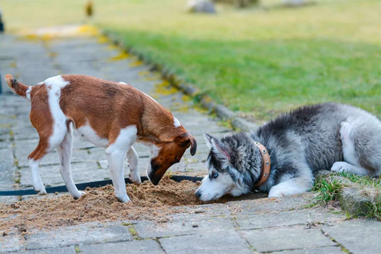 La socialización temprana: clave para un perro equilibrado