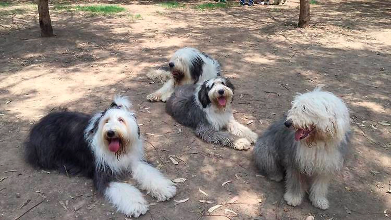 Viejo pastor inglés: peludo, protector y encantador