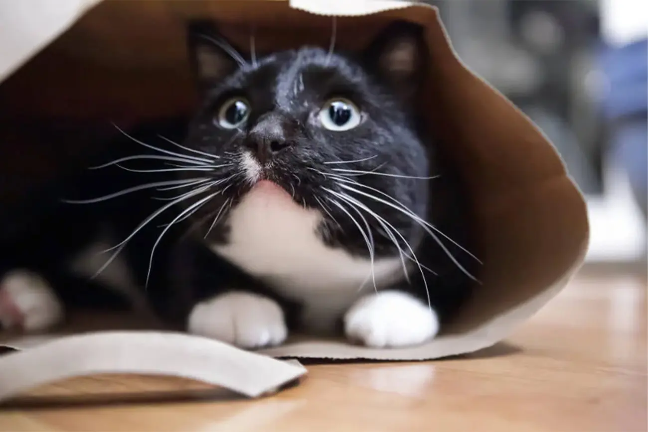¿Por qué nunca debes cortar los bigotes de un gato?