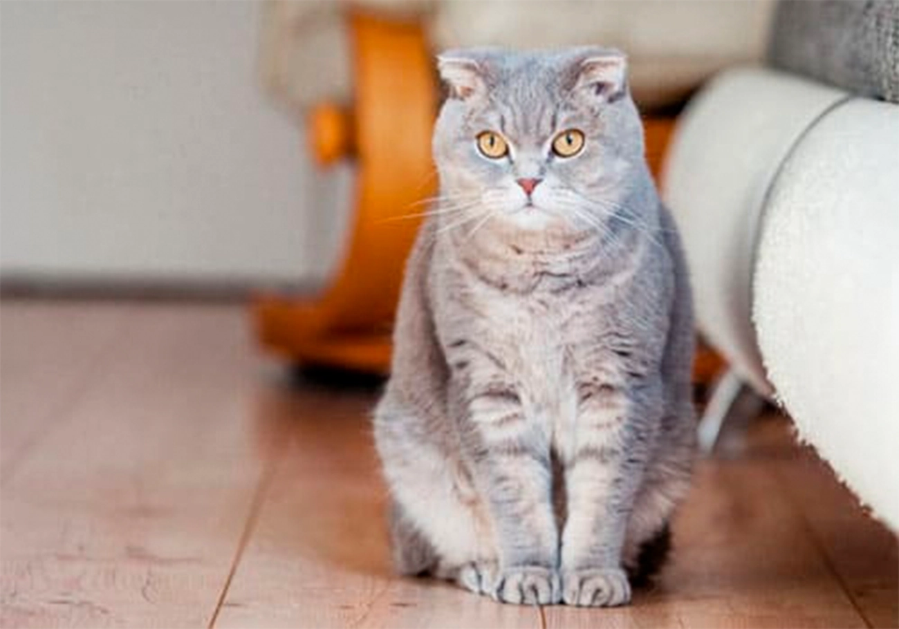 El tamaño de los gatos: ¿qué tan grandes pueden llegar a ser?