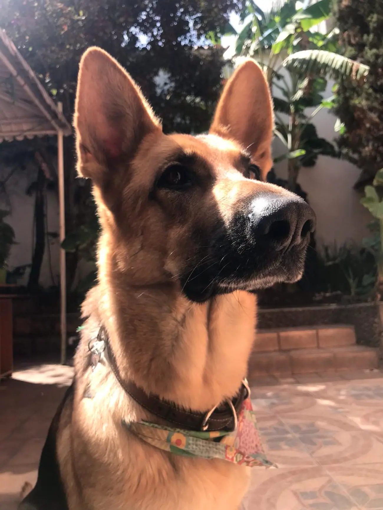 Razas de perros guardianes: lealtad, inteligencia y protección