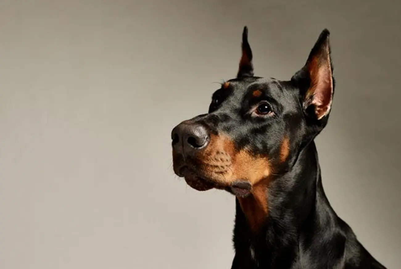 Razas de perros guardianes: lealtad, inteligencia y protección